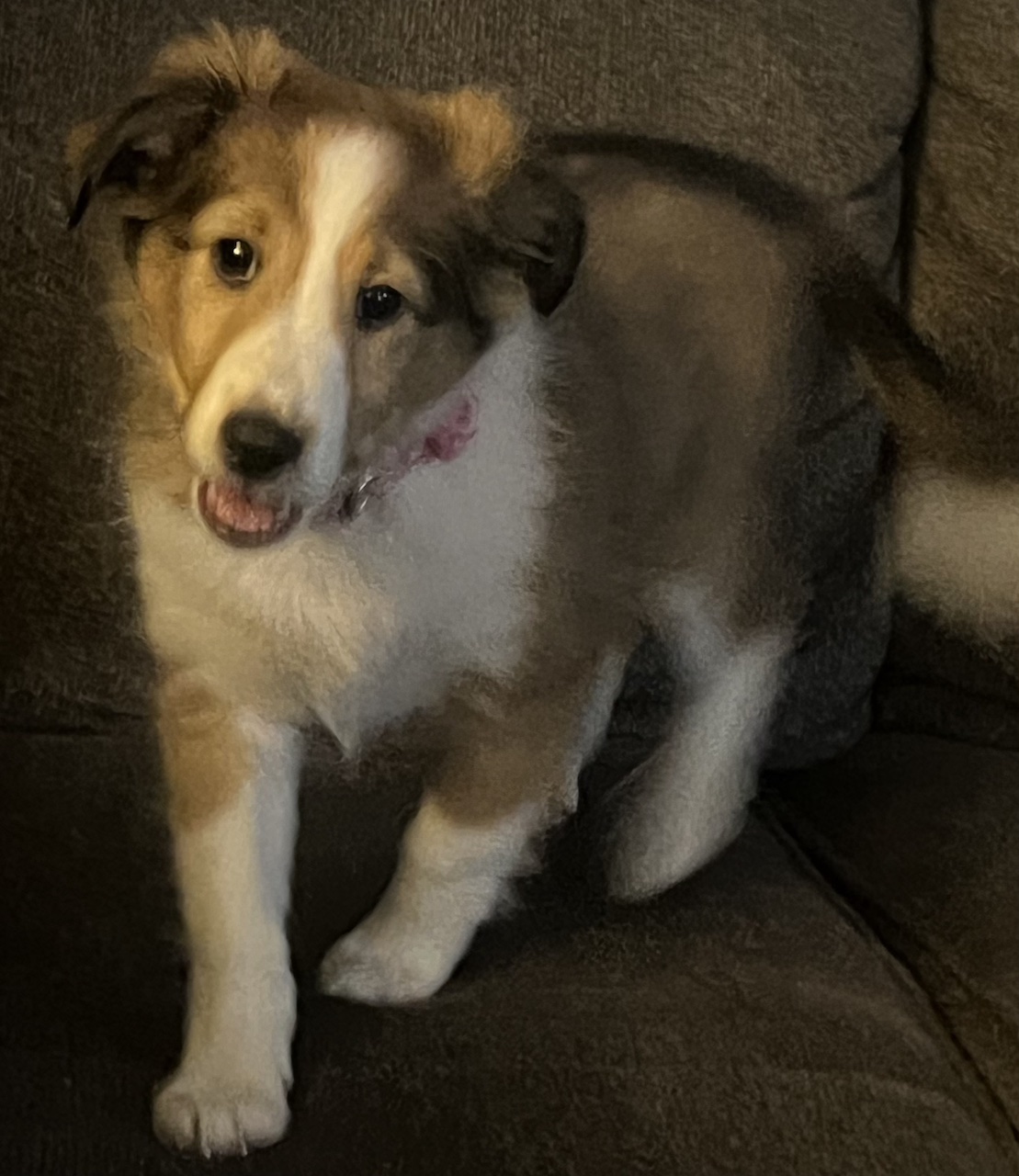 Baby Cassie as a puppy